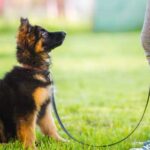 Effective Pet Training