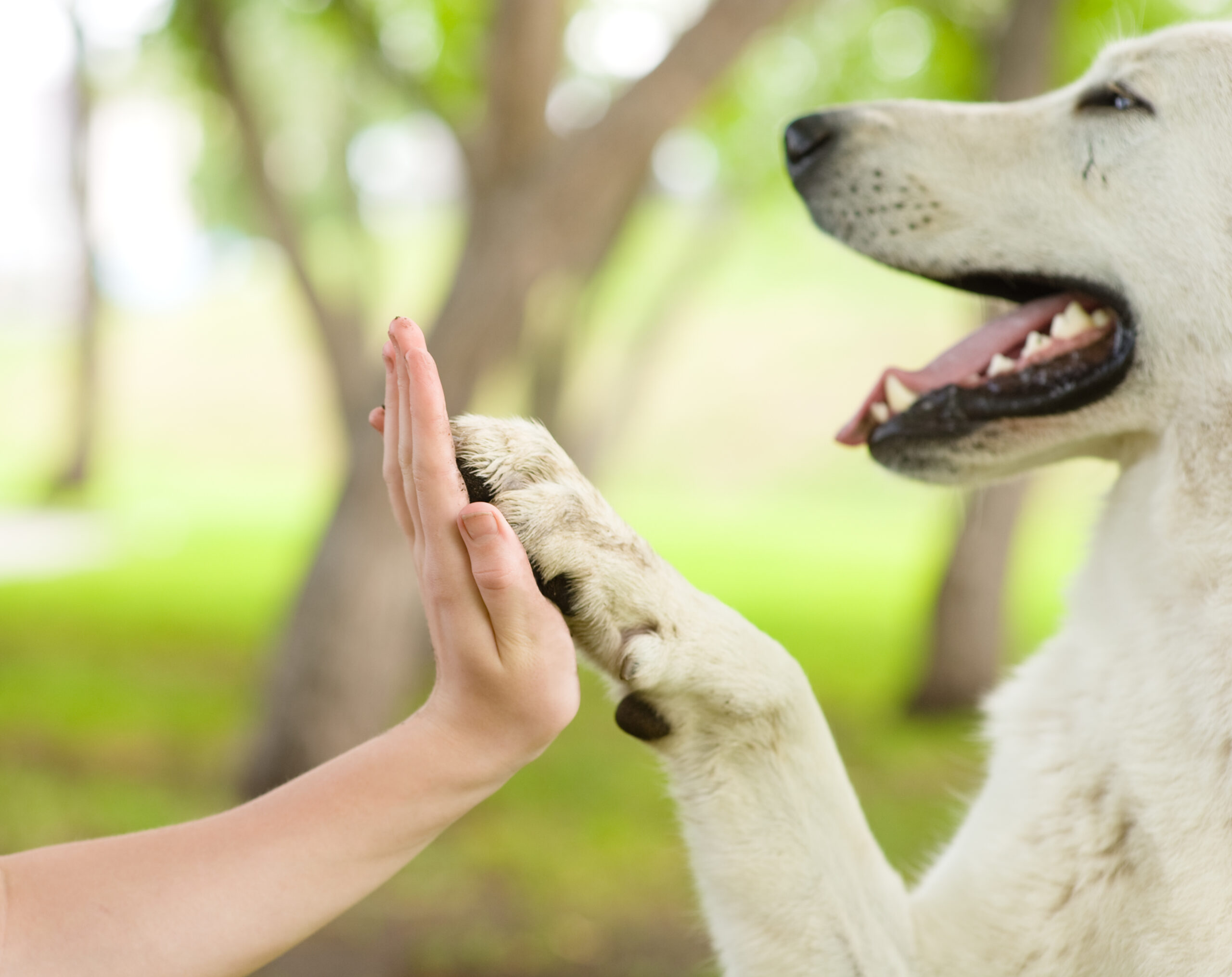 training for dogs