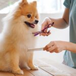 Well-Groomed Pet product