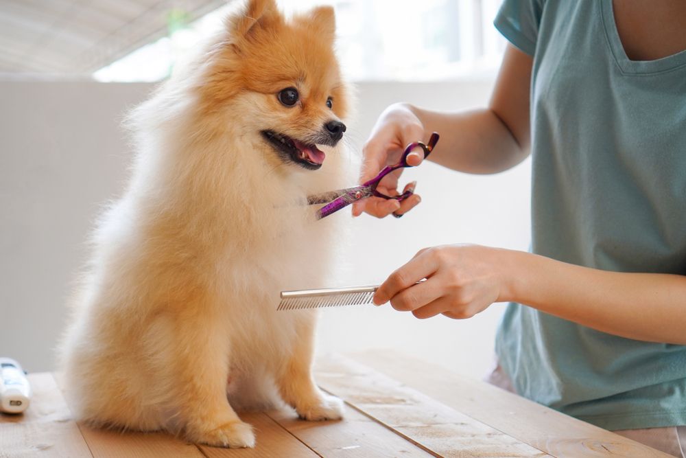 Well-Groomed Pet product